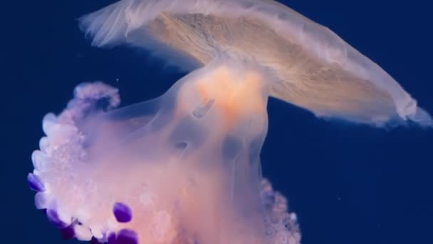 Mesmerizing Slow Motion Macro Shot Fried Egg Jellyfish Undulating Water — 图库视频影像
