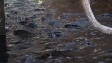 Group of carp fish at the surface of the water, with their mouths open