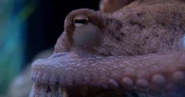章鱼头的特写 包括眼睛 触角和呼吸系统 — 图库视频影像