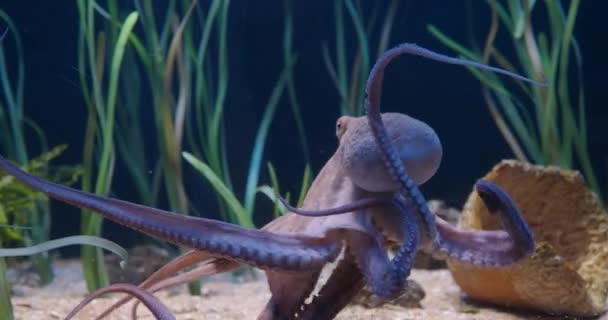 在水族馆里活动的章鱼的中景照片 展示它的触角 吸盘和头部 — 图库视频影像