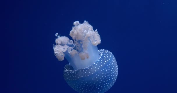 在蓝水中优雅地脉动和漂浮的白斑水母的特写 展示了它复杂的径向图案和沿着蓝水漂流的精致触角 — 图库视频影像