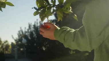 Arkadan çekilen yeşil kazak giyen bir çocuk, parlak güneş ışığı onu aydınlatırken sallanan bir mandalinaya hafifçe dokunur ve meyveyi hayat veren enerjiyle doldurur.