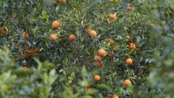 西班牙瓦伦西亚省的一个枝干上挂着树叶的橘子 — 图库视频影像