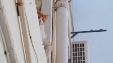 Kızıl bantlı beyaz bir kedinin alçak açılı görüntüsü bir apartmanın pencere eşiğinde oturuyor ve etrafa bakıyor.