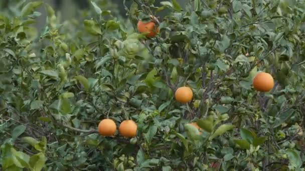 Naranjas Maduras Frescas Cuelgan Una Rama Jardín Naranjas España — Vídeo de stock