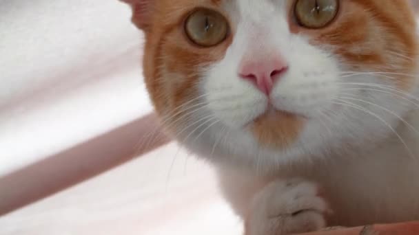 一只有白斑和绿色眼睛的姜猫的头部特写 直接看着摄像机 — 图库视频影像