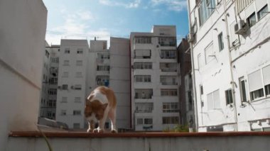 Beyaz ve kızıl bir kedi bir balkondan diğerine atlıyor, apartmanın avlusuna bakıyor.