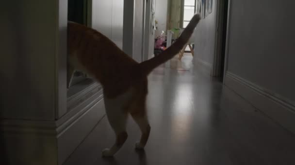 Een Gember Kat Met Witte Vlekken Verkent Nieuwsgierig Kamers Van — Stockvideo