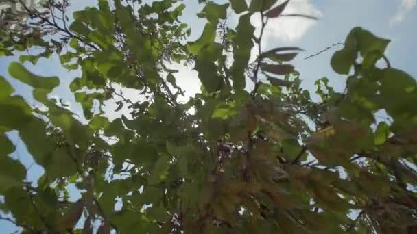 Ήλιος Λάμπει Έντονα Μέσα Από Κλαδιά Ενός Πράσινου Δέντρου Στο — Αρχείο Βίντεο