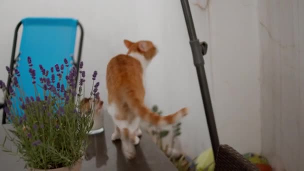 Beyaz Bantlı Genç Bir Kızıl Kedi Balkonda Yürüyor Masadan Pencere — Stok video