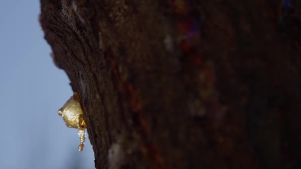 树干上透明的琥珀色树脂滴 — 图库视频影像