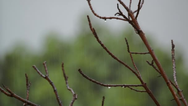 Ein Blattloser Ast Mit Regentropfen Hintergrund Regnet Unscharf — Stockvideo