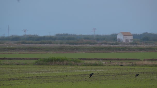 Длинноногие Черные Птицы Длинными Шеями Клювами Ходят Зеленой Траве Поисках — стоковое видео