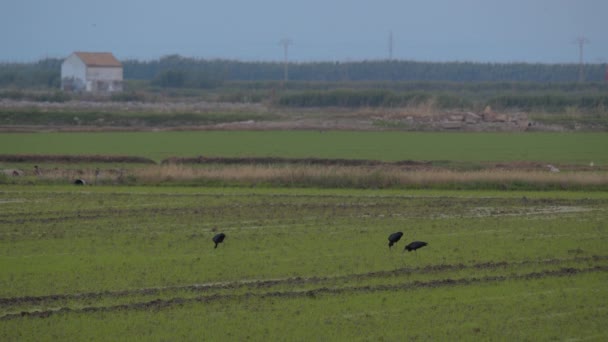 Trzy Małe Czarne Czaple Chodzą Trawie Przez Pole Szukając Pożywienia — Wideo stockowe