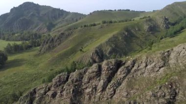 Bereketli yeşil ormanlarda vahşi keçilerin nefes kesici videosu, Sibirya 'daki Hakassia dağları.
