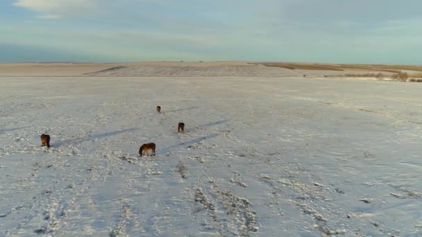 Los Caballos Vagan Por Campo Nevado Khakassia Siberia Paisaje Sereno — Vídeo de stock