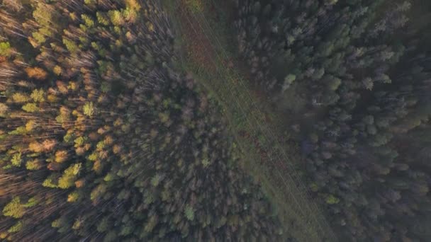 Mesmerizante Vista Aérea Nebulosa Floresta Outono Sibéria Cores Impressionantes Paisagem — Vídeo de Stock