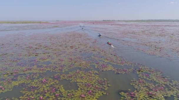 Doświadcz Oszałamiającego Piękna Jeziora Red Lotus Udon Thani Tajlandia Żywymi — Wideo stockowe