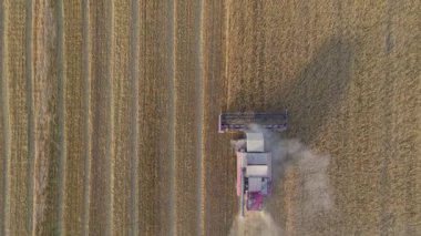 Sibirya kırsalındaki sisli sonbahar tarlasında buğday hasadını birleştirmek. Makine altın buğday tarlalarında güzel günbatımına karşı hareket eder..