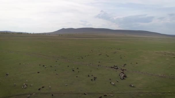 シベリアの農村部の緑地での羊の放牧 — ストック動画