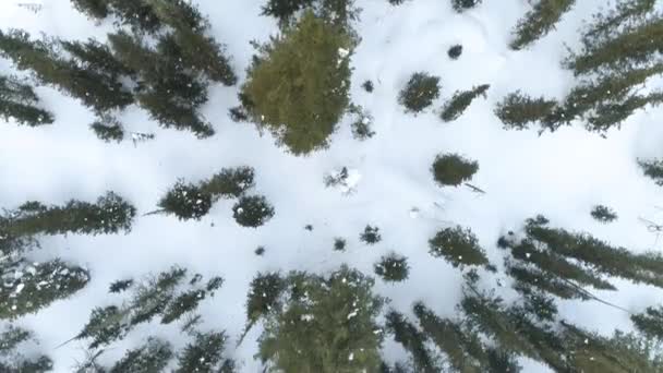 Letecký Pohled Zimní Stromy Pohoří Ergaki Sibiři Ukazuje Ohromující Krásu — Stock video
