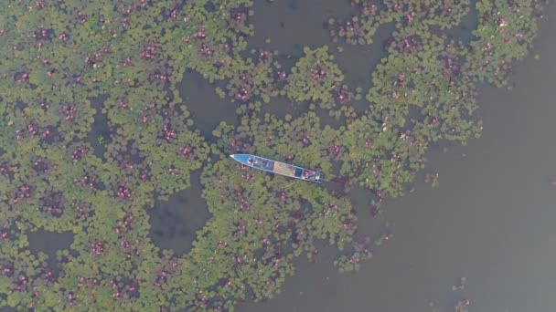 タイのウドンタニにあるレッドロータス湖の穏やかな美しさを体験してください 活気あふれる蓮の花と静かな水に囲まれた平和なボート旅をお楽しみください — ストック動画