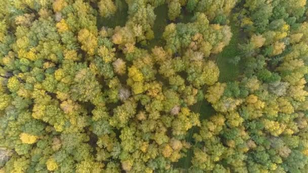 Vista Aérea Tirar Fôlego Floresta Colorida Árvores Douradas Montanhas Lago — Vídeo de Stock