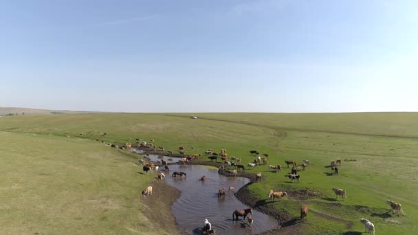 Vista Aérea Vacas Caballos Pastando Cerca Lago Khakassia Paisaje Escénico — Vídeos de Stock