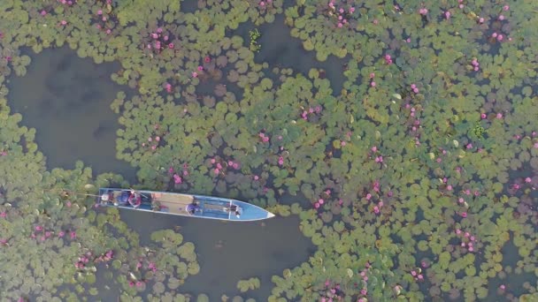 タイのウドン タニの美しさを体験してください 日当たりの良い赤い蓮の花の中でボートの素晴らしい空中景色を眺めることができます このトップ観光地の静けさに浸る — ストック動画