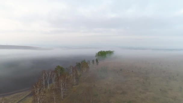 霧の森 穏やかな湖 黄金の日の出に魅了される霧の春の風景 — ストック動画