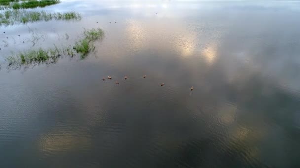 Kaczki Pływają Spokojnym Stawie Bujną Zielenią Pięknym Zachodem Słońca — Wideo stockowe