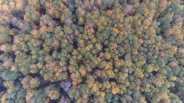 Потрясающий Осенний Лес Яркими Листьями Безмятежное Озеро Зеленые Холмы Величественные — стоковое видео
