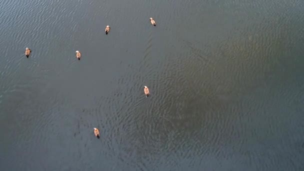 오리와 새끼는 일출에 평화로운 호수에서 수영하고 진정한 아름다운 자연을 즐기는 — 비디오