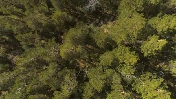 Vista Aérea Deslumbrante Floresta Nevada Siberiana Destacando Vegetação Exuberante Beleza — Vídeo de Stock