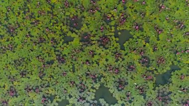 Udon Thani, Tayland 'da serin sularda açan kırmızı nilüfer çiçekleri ile Red Lotos Gölü' nün çarpıcı bir görüntüsü..