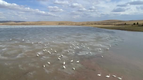 Dron Zachycuje Ohromující Letecké Pohledy Labutě Elegantně Plavající Klidném Jarním — Stock video