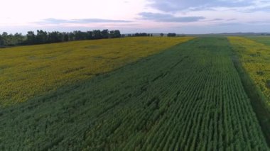 Khakassia, Sibirya 'da yeşil bir tarlanın güzel zamanlaması. Mısır, buğday, çavdar ve ayçiçeğiyle dolu. Kabarık bulutlu mavi gökyüzü. Doğanın ve organik tarımın güzelliğini gösteriyor..