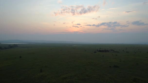 从Khakassia Steppe飞向日落在俄罗斯Khakassia的黄金时刻 令人赞叹的旅程 见证生机勃勃的天空色彩 宁静的风景和飘逸的骏马 — 图库视频影像