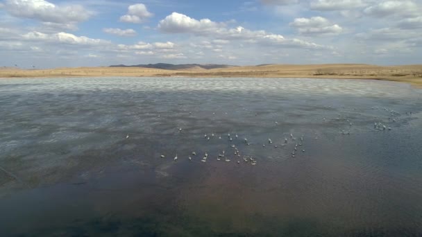 Vista Aérea Deslumbrante Lago Spring Sibéria Rússia Assista Cisnes Pássaros — Vídeo de Stock