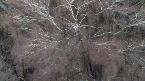Mesmerizing Aerial View Birch Trees Reflected Calm Lake Waters Khakassia — Stock Video