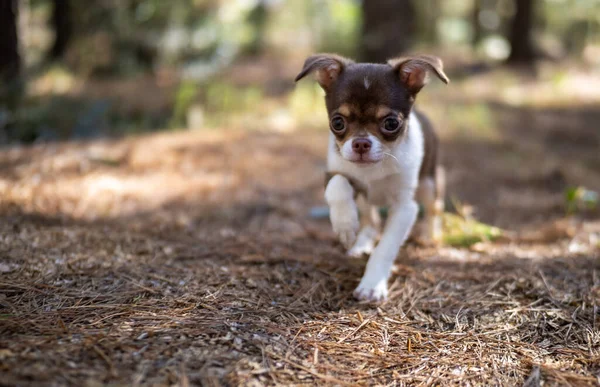 Cachorro Chihuahua Alegre Pasea Por Las Hojas Del Bosque Con — Foto de Stock