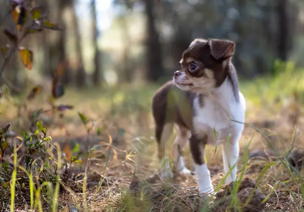 Liten Chihuahua Valp Står Uppmärksamt Skog Omgiven Suddig Naturlig Bakgrund — Stockfoto