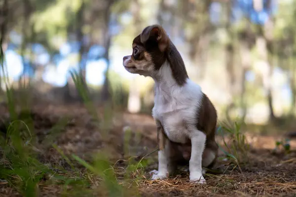 Kontemplativ Chihuahua Valp Sitter Tyst Skogen Reflekterande Ett Ögonblick Lugn — Stockfoto
