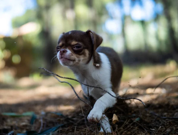 Lekfull Chihuahua Valp Livlig Ställning Redo Att Leka Skogen Med — Stockfoto