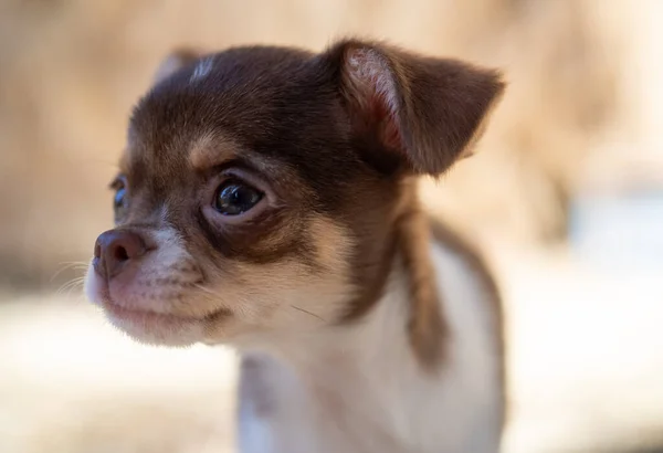 Close-up of a brown and white Chihuahua puppy gazing intently, with a blurred background drawing focus to its expressive eyes.