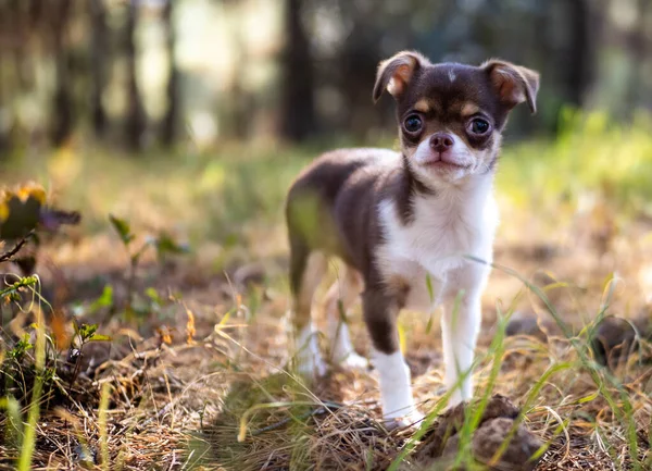 Oskyldig Chihuahua Valp Står Bädd Fallna Blad Dess Ljusa Ögon — Stockfoto