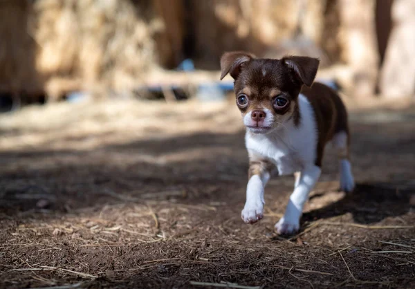 Kahverengi Beyaz Bir Chihuahua Köpeği Samanla Kaplı Bir Zeminde Ihtiyatlı — Stok fotoğraf