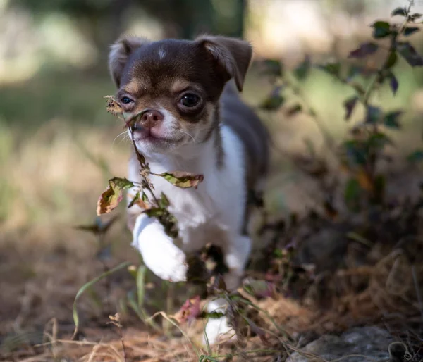 Neşeli Kahverengi Beyaz Bir Chihuahua Köpek Yavrusu Sonbahar Yapraklarının Arasından — Stok fotoğraf