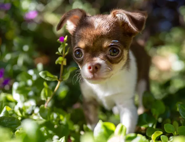 一只奇瓦瓦小狗用明亮的眼睛和惊奇的感觉探索着一个茂盛的花园 透过绿叶的帷幕偷窥着 — 图库照片