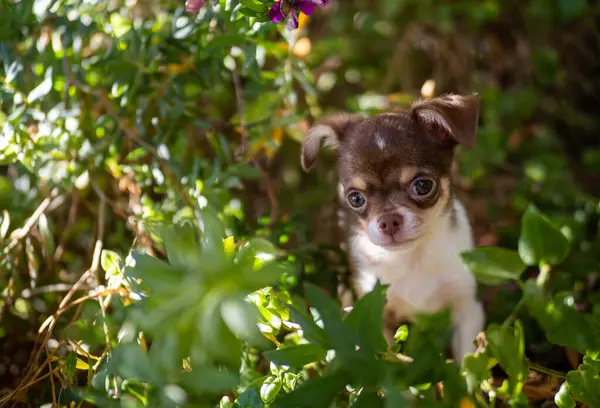 Curious Chihuahua Puppy Embarks Garden Adventure Navigating Greenery Backdrop Sunlight — Stock Photo, Image